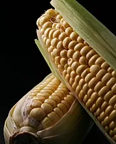 Primer plano de maíz